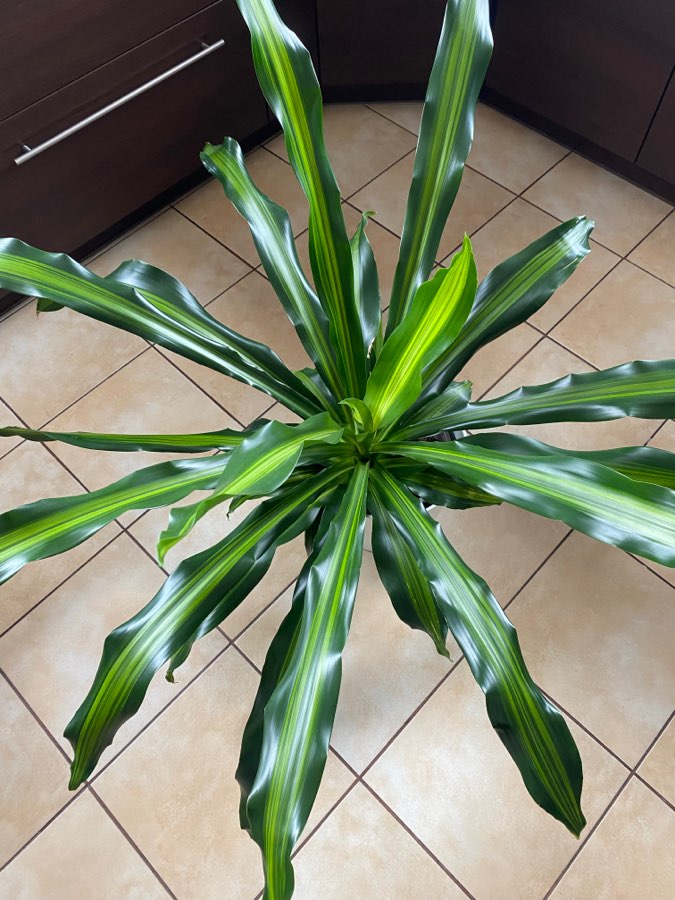 Dracena Burley 3
