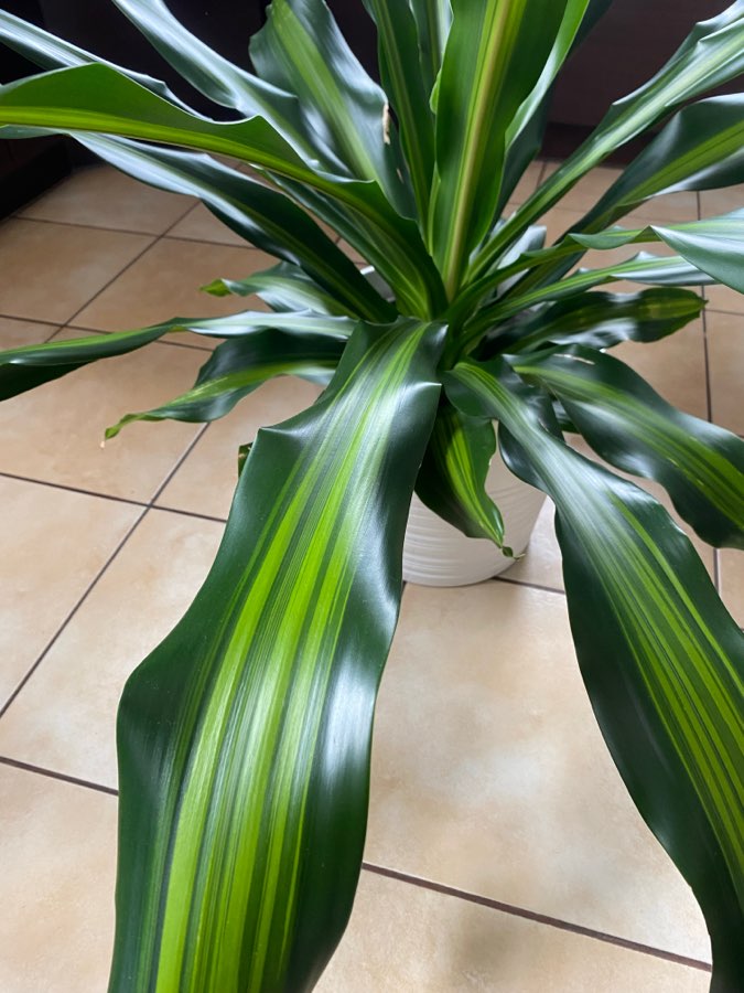 Dracena Burley 2