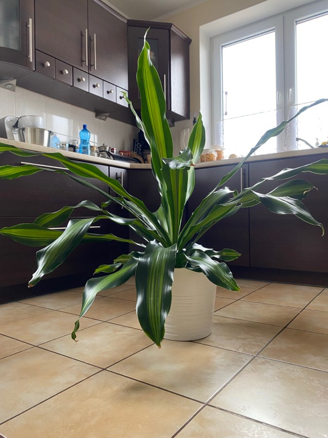 Dracena Burley 4