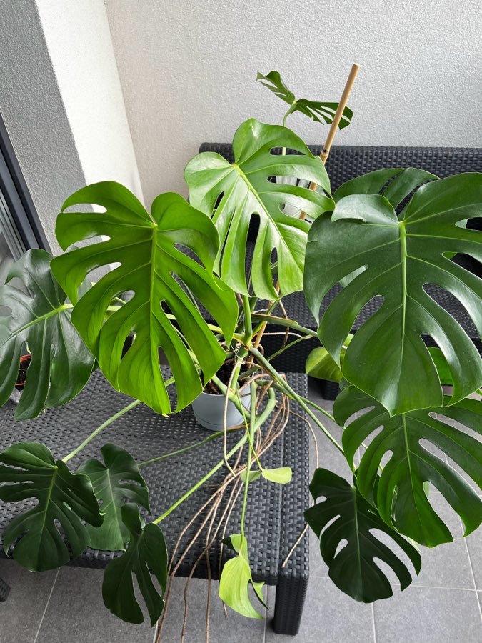 Monstera Deliciosa 2