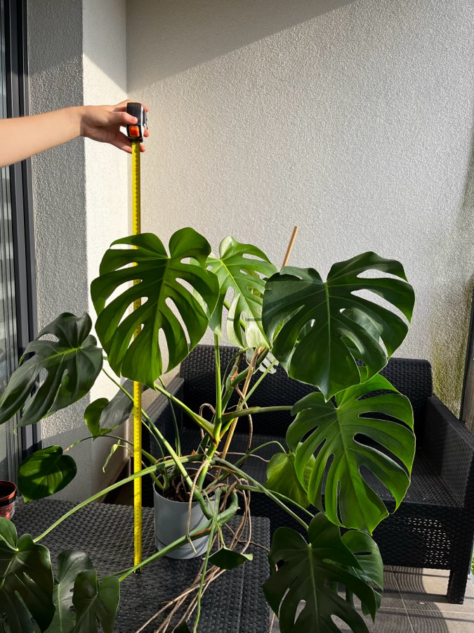 Monstera Deliciosa 4