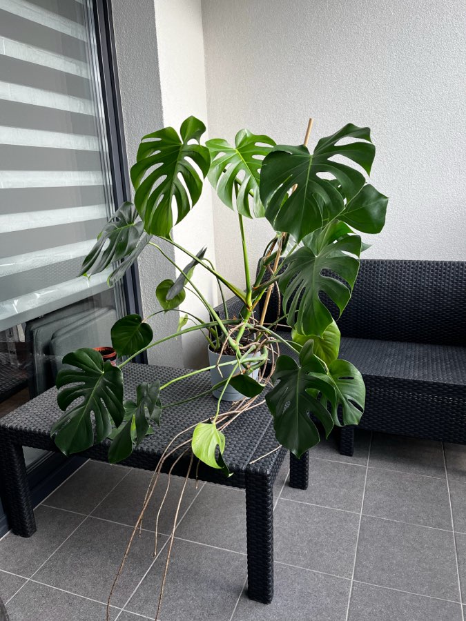 Monstera Deliciosa 3