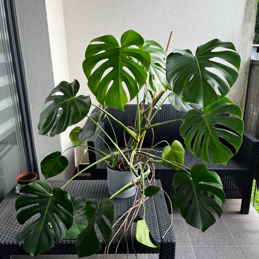 Monstera Deliciosa