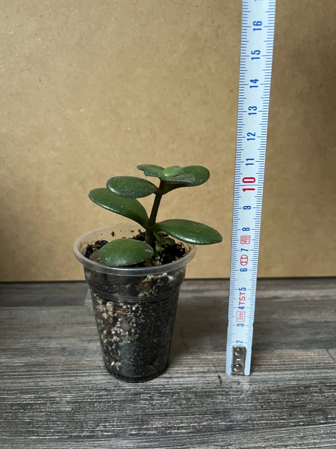 Crassula Grubosz 4