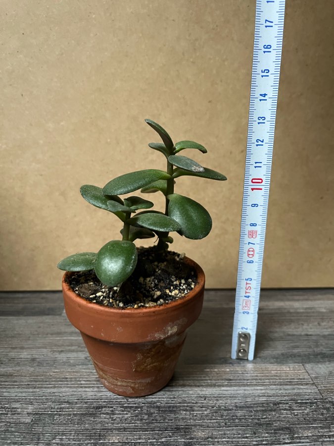 Crassula Grubosz 2