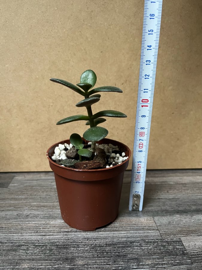Crassula Grubosz 5