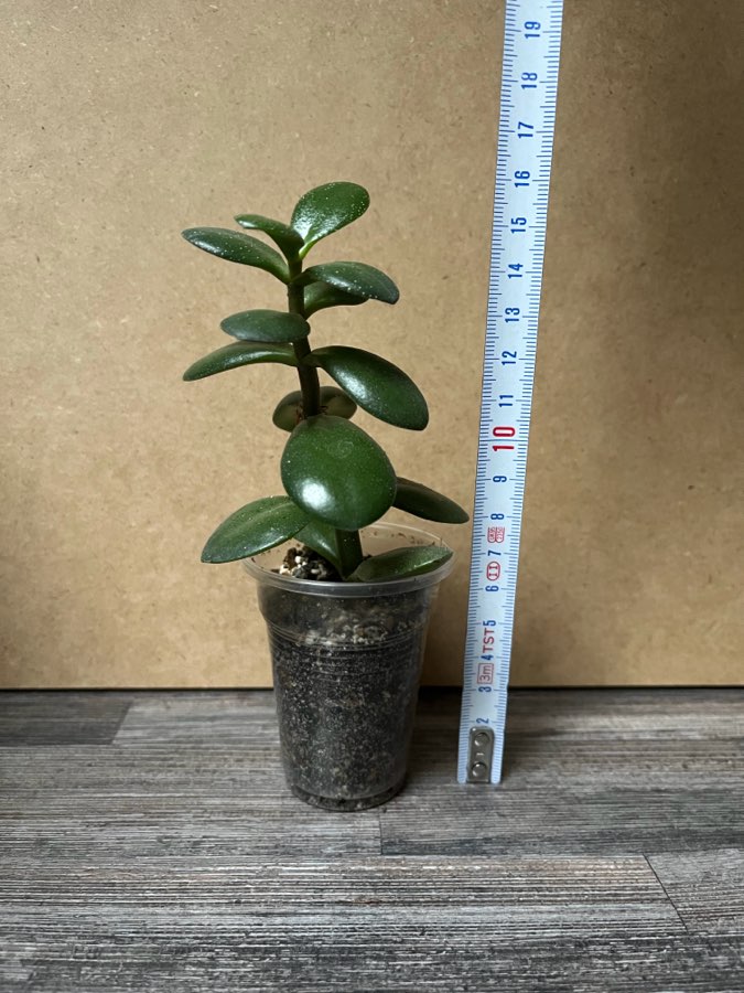 Crassula Grubosz 3