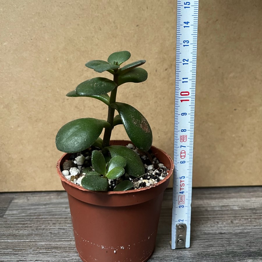 Crassula Grubosz