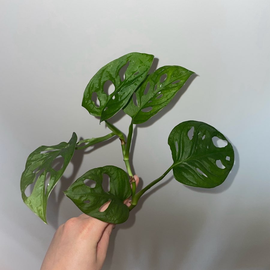 Monstera „monkey mask”