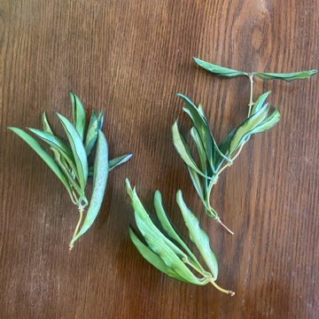 Hoya wayetti variegata