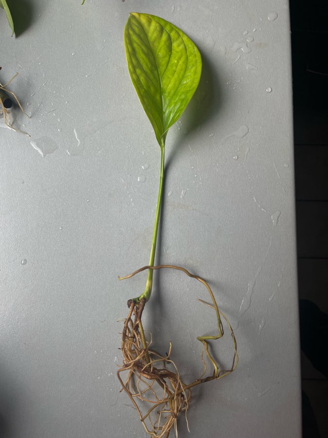 Monstera karstenianum sp. Peru szczyt 2