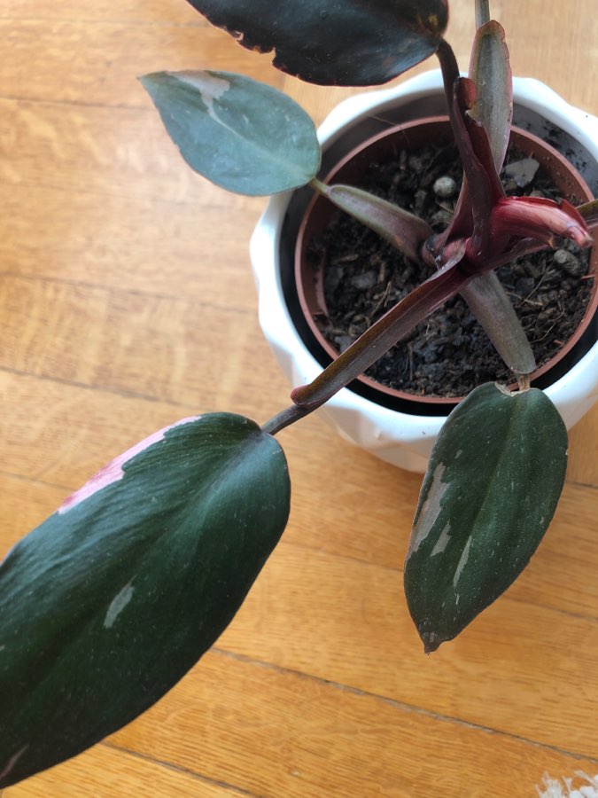 philodendron pink princess 2