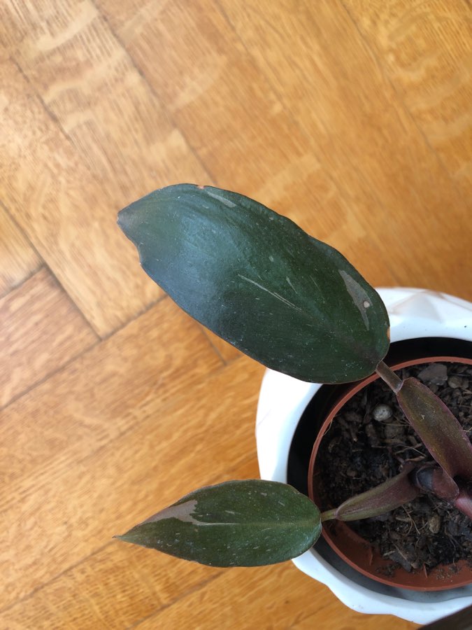 philodendron pink princess 4