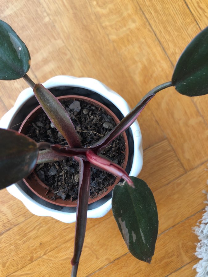 philodendron pink princess 3