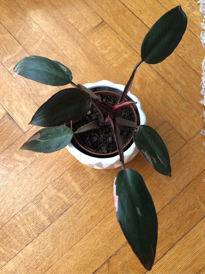 philodendron pink princess