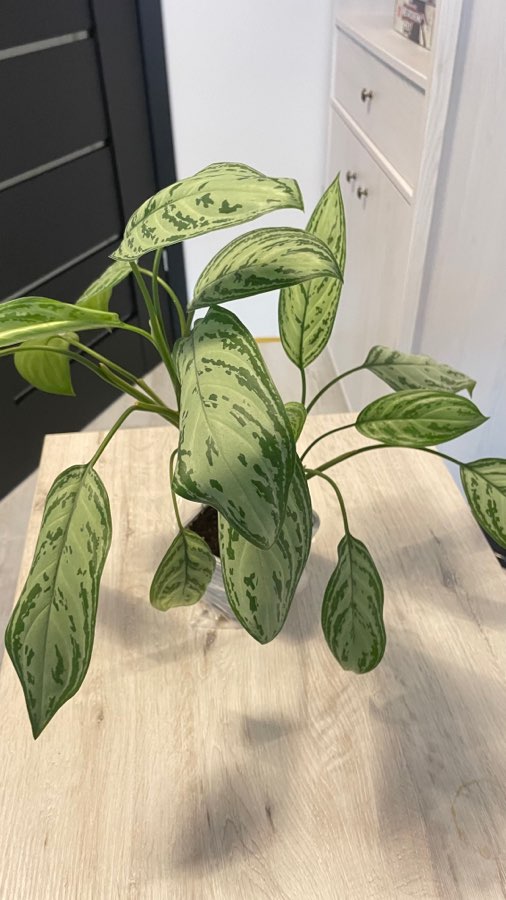 Aglaonema Maria Christina 3