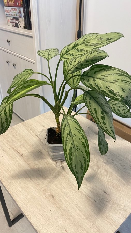 Aglaonema Maria Christina 2