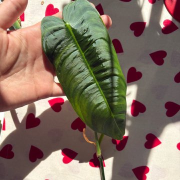 Philodendron Sharoniae