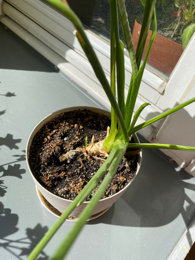 Skrzydłokwiat variegata Diamond 3
