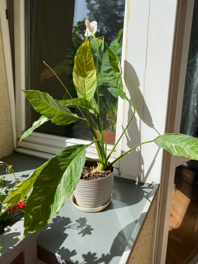Skrzydłokwiat variegata Diamond 2
