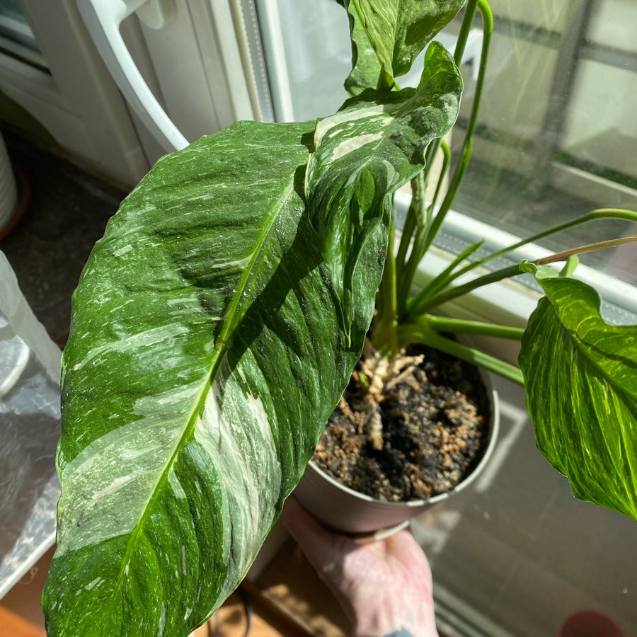 Skrzydłokwiat variegata Diamond