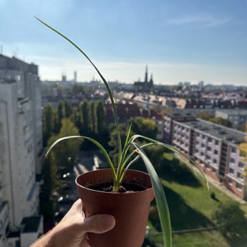 Yucca filifera