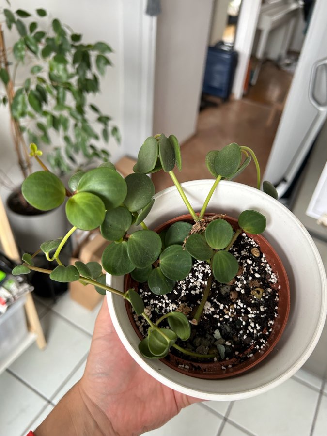 Peperomia Hope 2