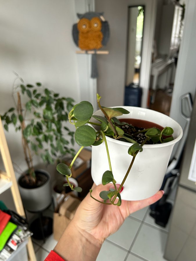 Peperomia Hope 3