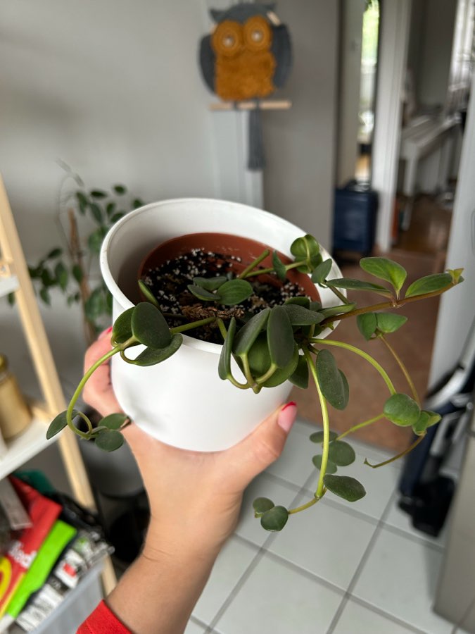 Peperomia Hope 4