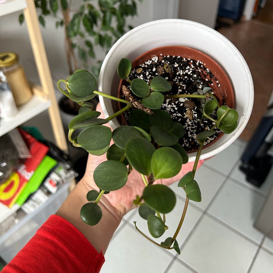 Peperomia Hope