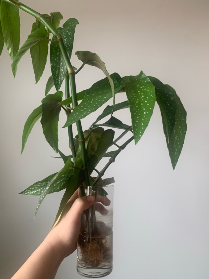 Begonia Tamaya 4