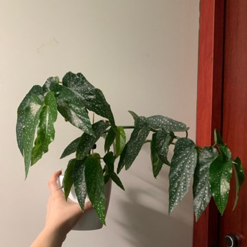 Begonia Tamaya