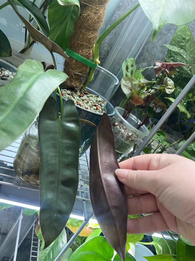 Philodendron Patriciae 2