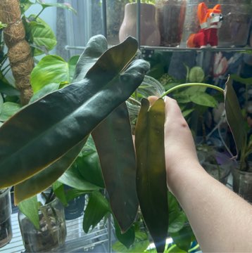 Philodendron Patriciae