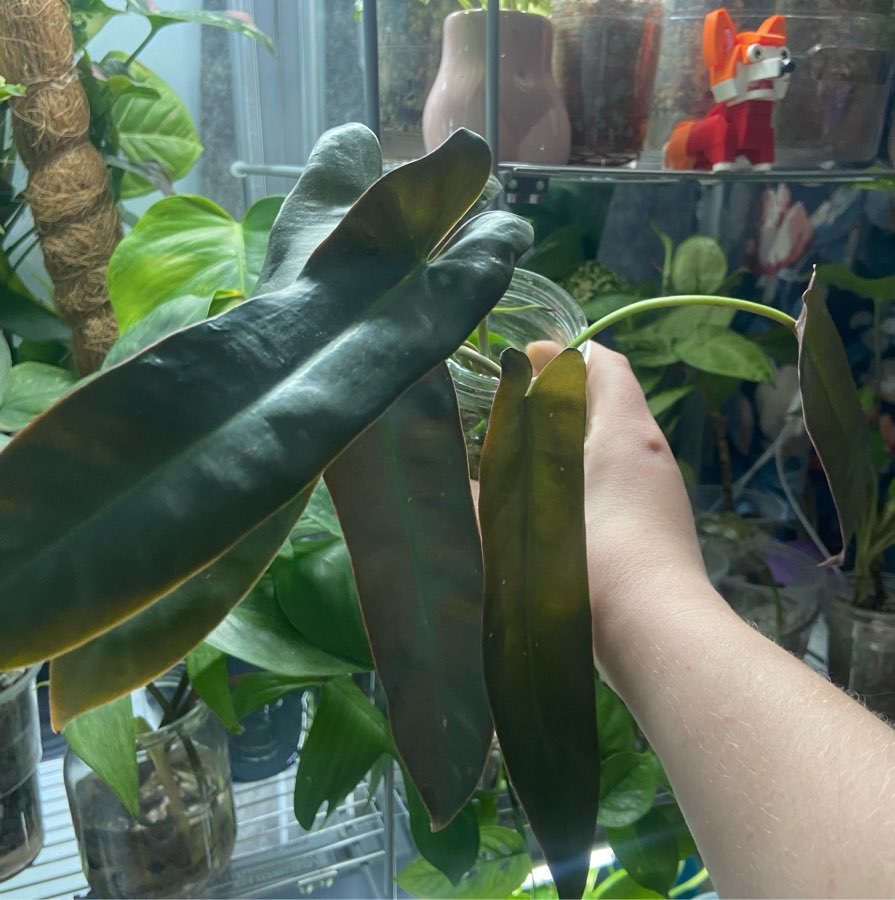 Philodendron Patriciae