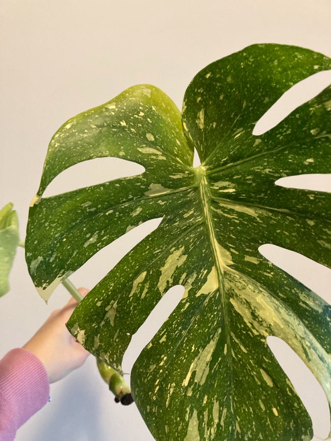 Monstera thai constellation 2