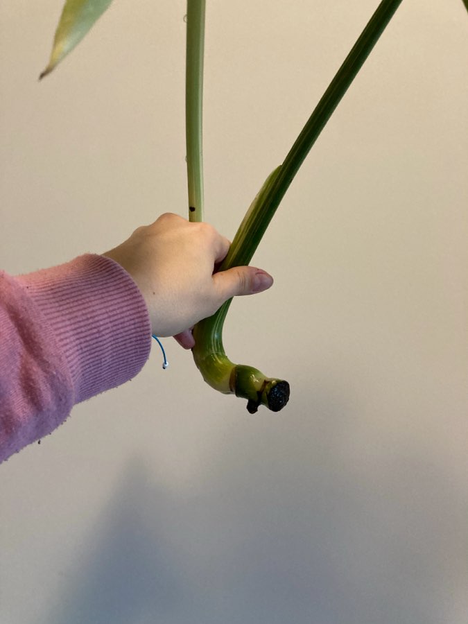 Monstera thai constellation 5