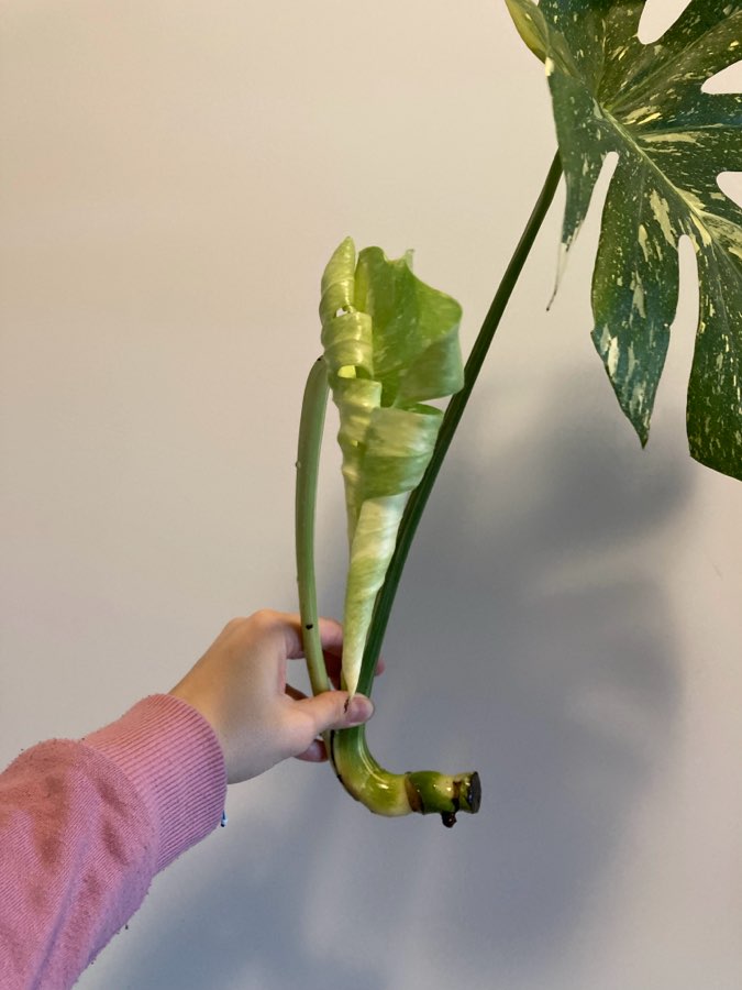 Monstera thai constellation 3