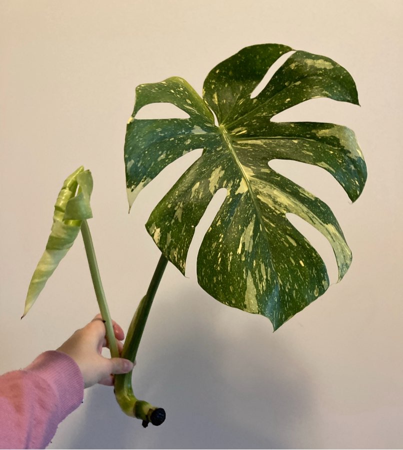 Monstera thai constellation