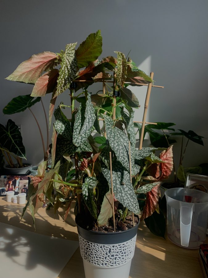 Begonia White Ice 4