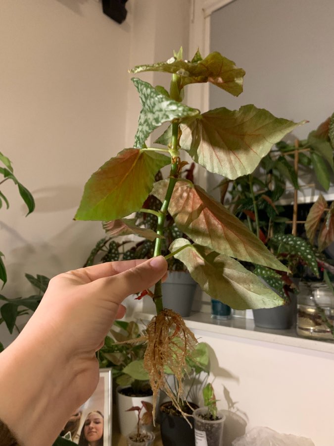Begonia White Ice 2