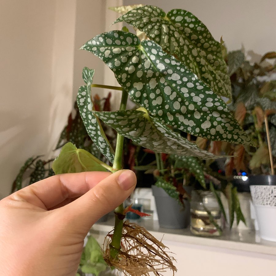 Begonia White Ice