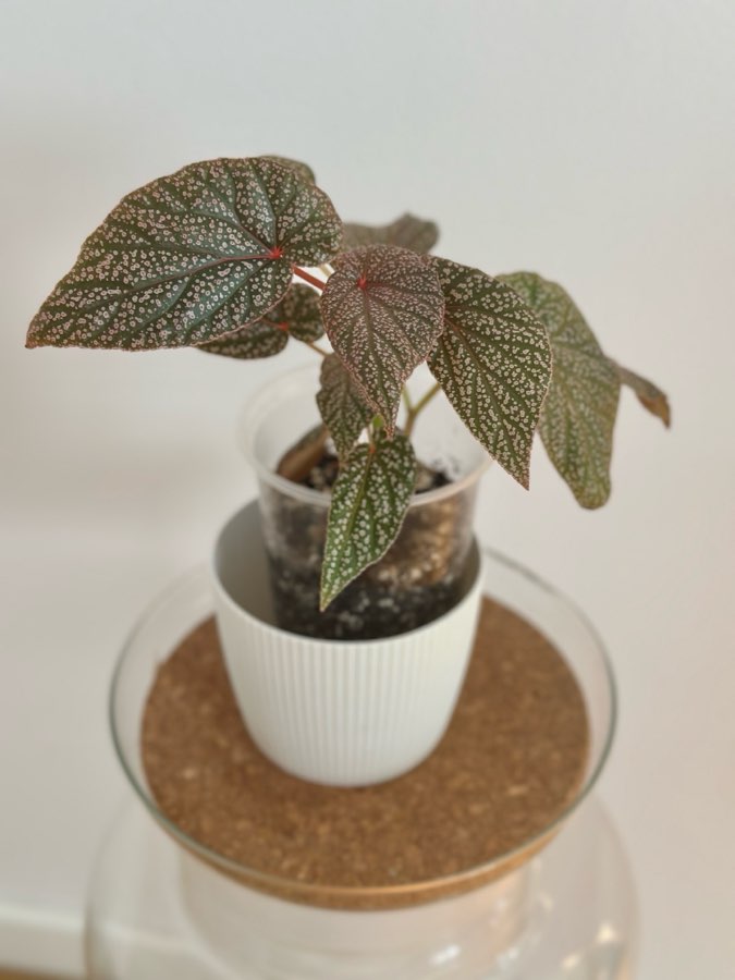 Begonia U062 2