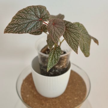 Begonia U062