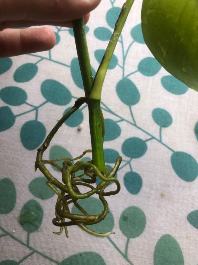 epipremnum marble queen 3