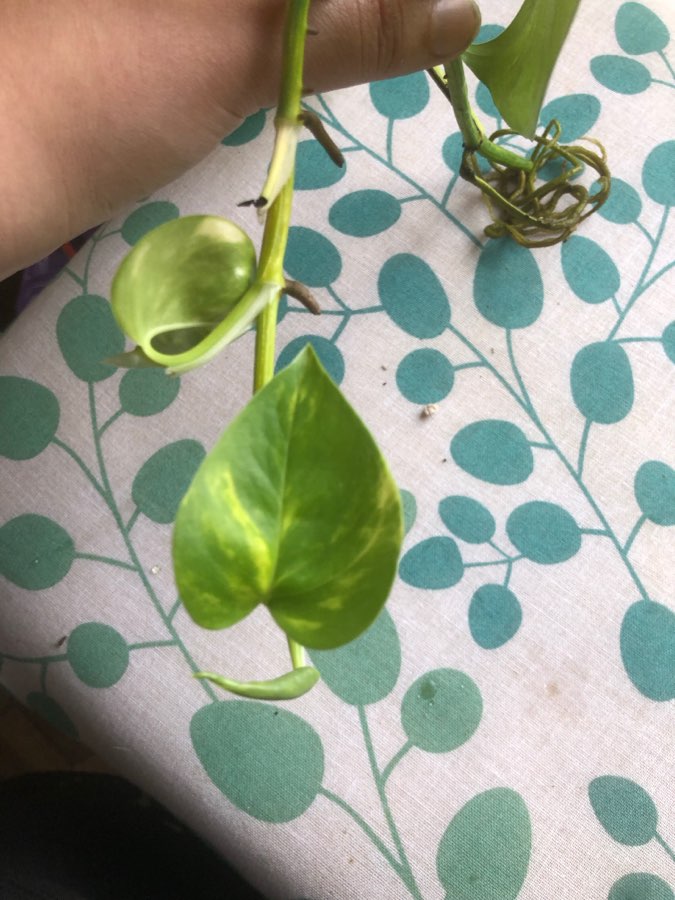 epipremnum marble queen 4