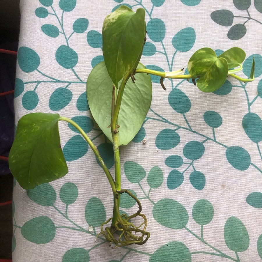epipremnum marble queen