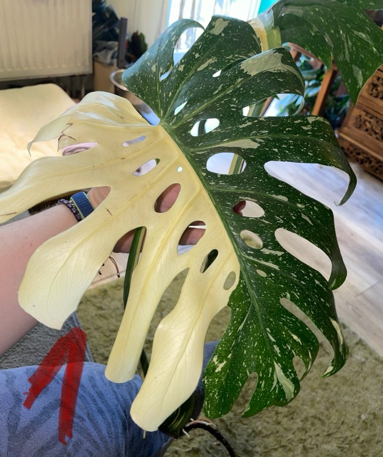Monstera Thai Constelation typu half moon 3