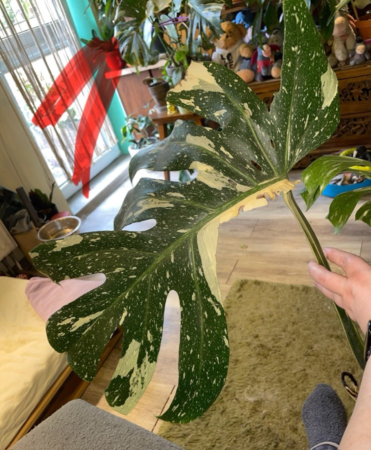 Monstera Thai Constelation typu half moon 4