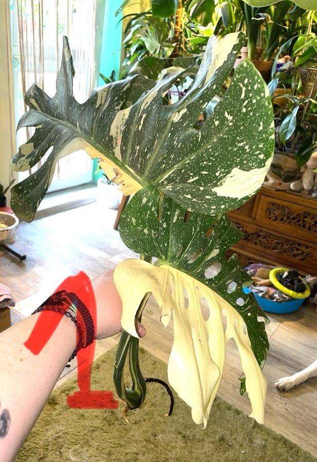 Monstera Thai Constelation typu half moon 2